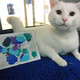 Illustration for article titled iPad Art Made by Cats Is the Best Art